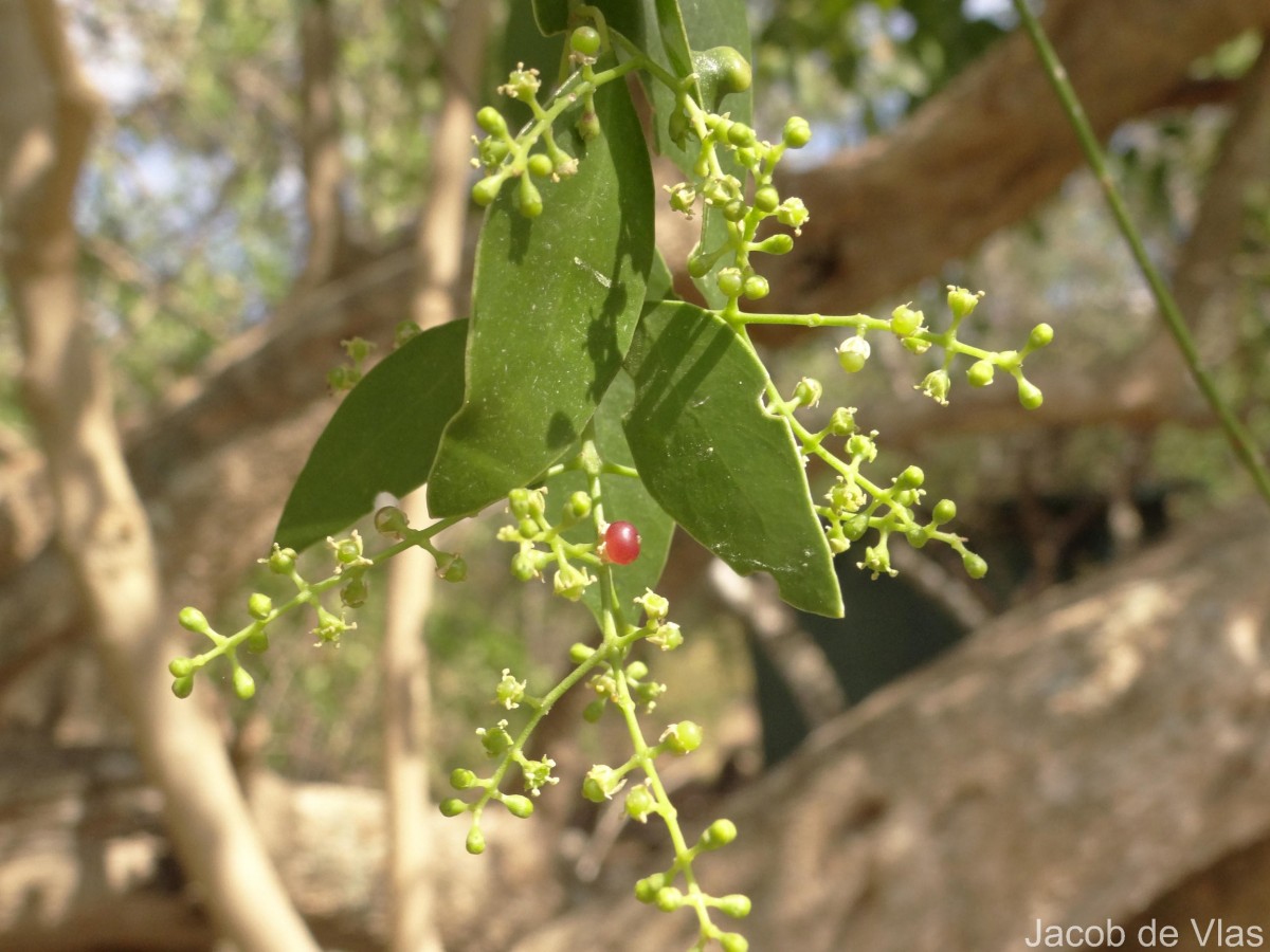 Salvadora persica L.